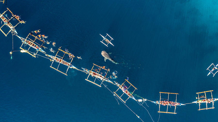 Aerial view Oslob Whale Shark Watching, Fishermen feed gigantic whale sharks ( Rhincodon typus) from boats in the sea in the Oslob, Cebu, Philippines. Photograph by AvigatorPhotographer
