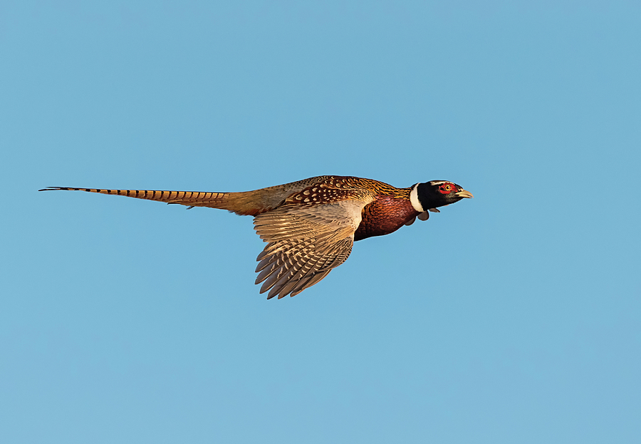 Aerodynamic Pheasant Photograph by Loree Johnson