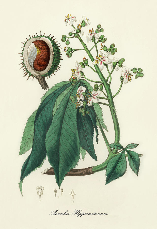 Nature Digital Art - Aesculus Hippocastanum - Horsechestnut -  Medical Botany - Vintage Botanical Illustration by Studio Grafiikka