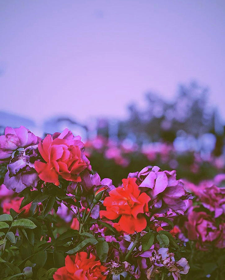 Aesthetic flowers Photograph by Young Gods
