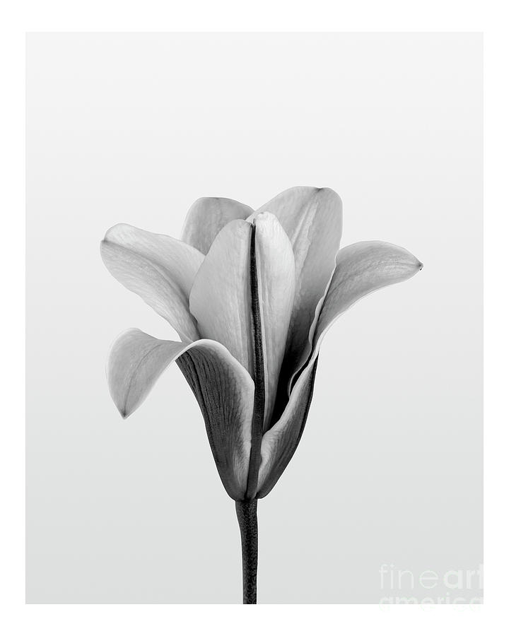 Aesthetic lily art print monotone wall decor Photograph by Word Fandom ...