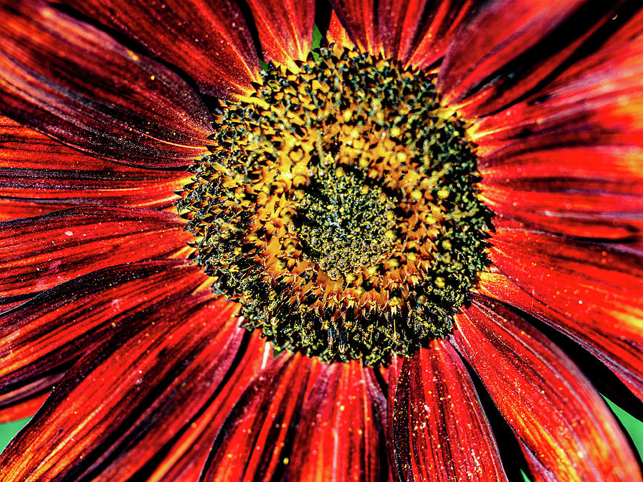 Aesthetic Sun Flower Photograph by Louis Dallara