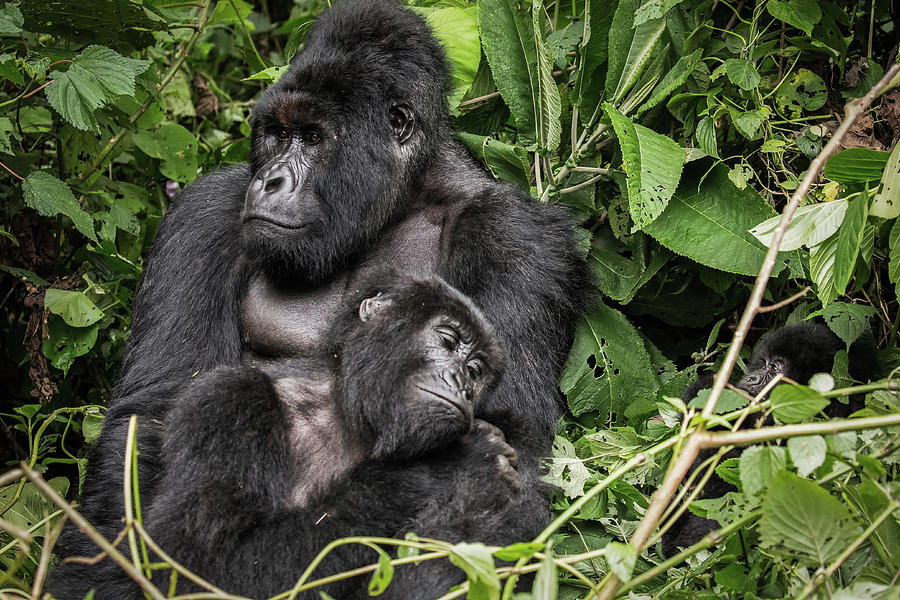 Affection, Mountain Gorillas Photograph by Brooke Reynolds