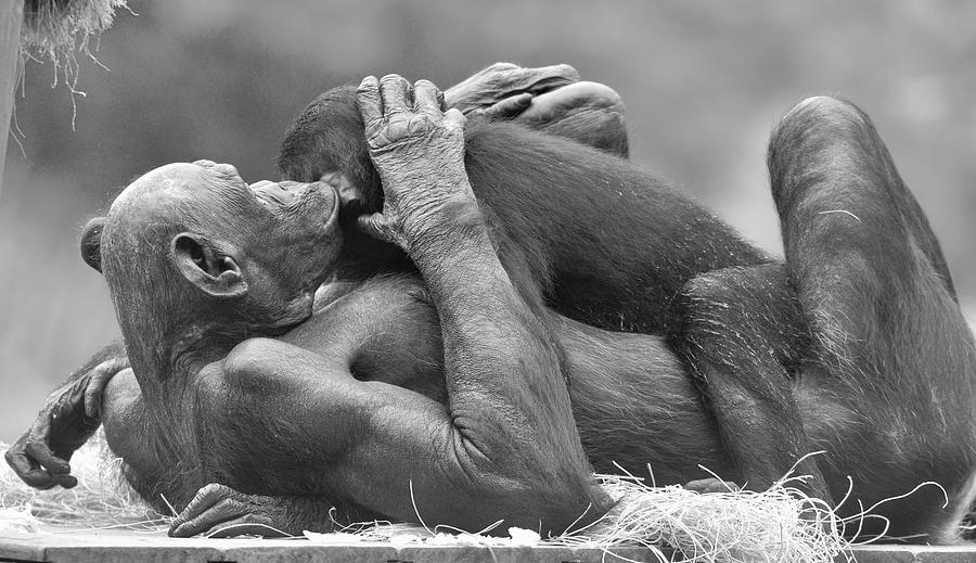 Affectionate Bonobos Photograph by Richard Bryce and Family