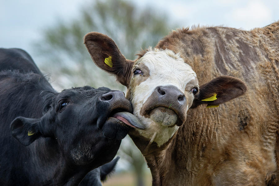 Affectionate Cows Photograph by Gareth Parkes