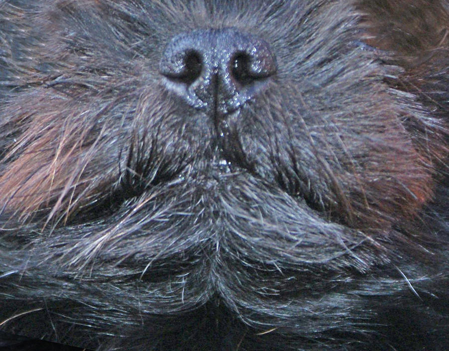 Affenpinscher Mask Painting by Nadi Spencer