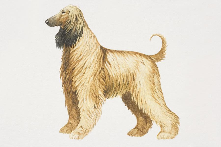 Afghan Hound (canis familiaris), side view. Drawing by Dorling Kindersley