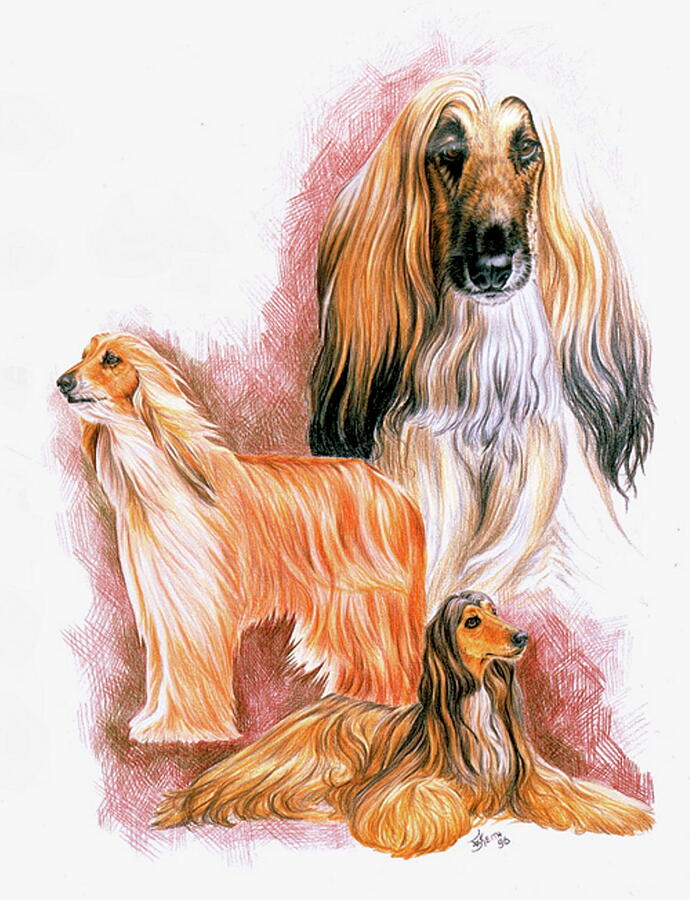 Afghan Hound Collage Drawing by Barbara Keith