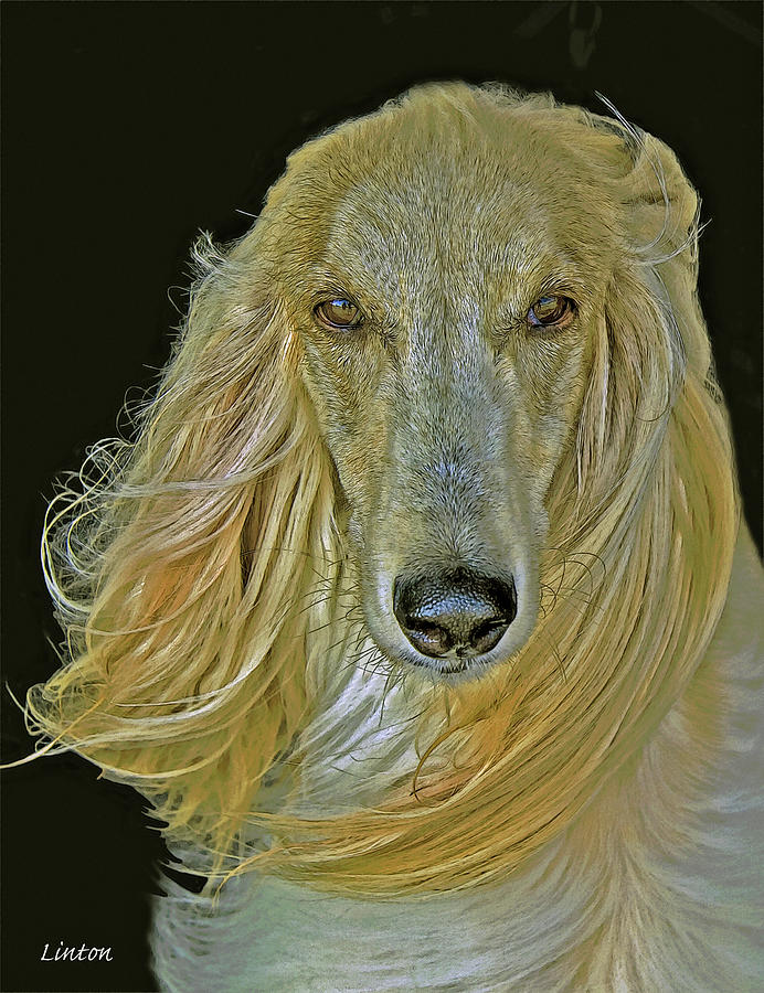 AFGHAN HOUND cps Digital Art by Larry Linton