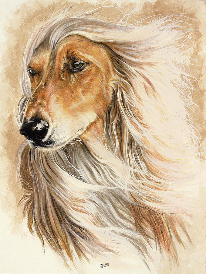 Afghan Hound in Watercolor Mixed Media by Barbara Keith