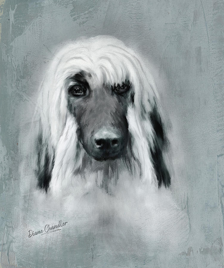 Afghan Hound Puppy by Diane Chandler Afghan Hound Puppy by Diane Chandler