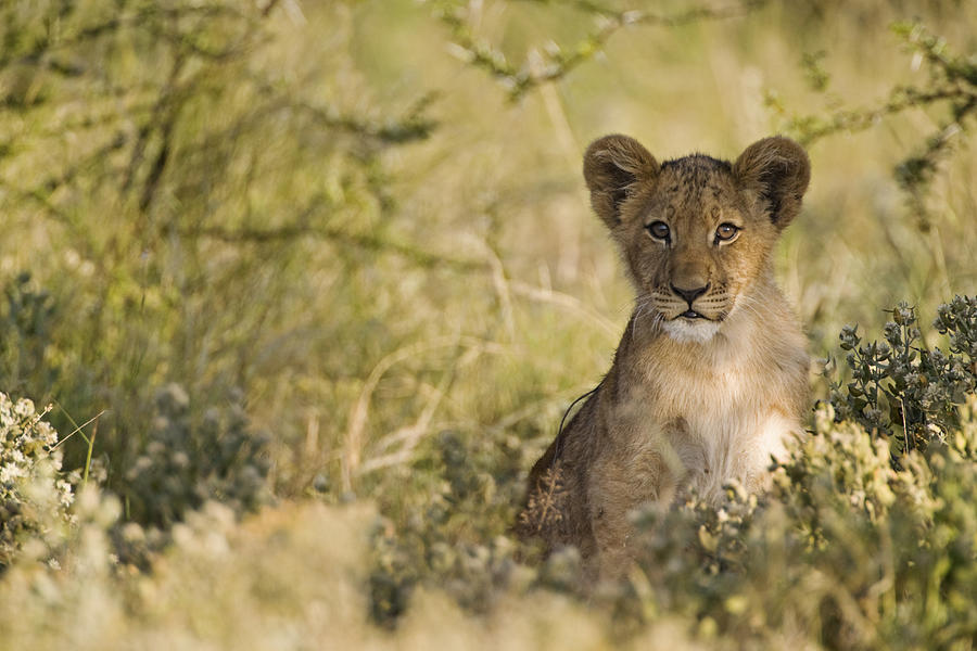 Africa, Botswana, African Lion cub (Panthera Leo) Photograph by Westend61