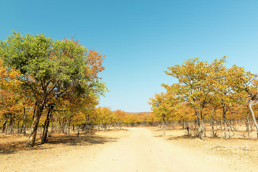Fall Photograph - Africa in Autumn by THP Creative
