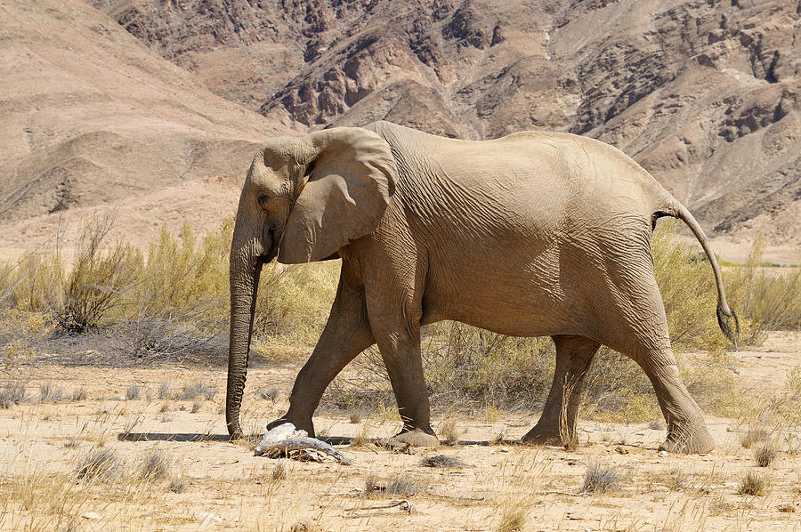 Africa, Namibia, Kaokoland, cow of rare Namibian desert elephant, Loxodonta africana, at Hoanib River Photograph by Westend61
