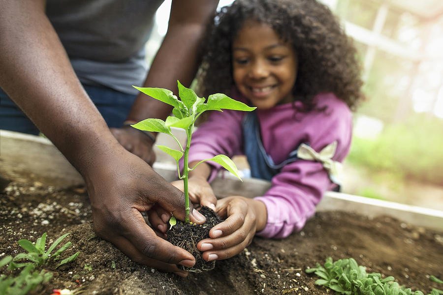African-American father and daughter holding small seedling at community garden greenery Photograph by FangXiaNuo