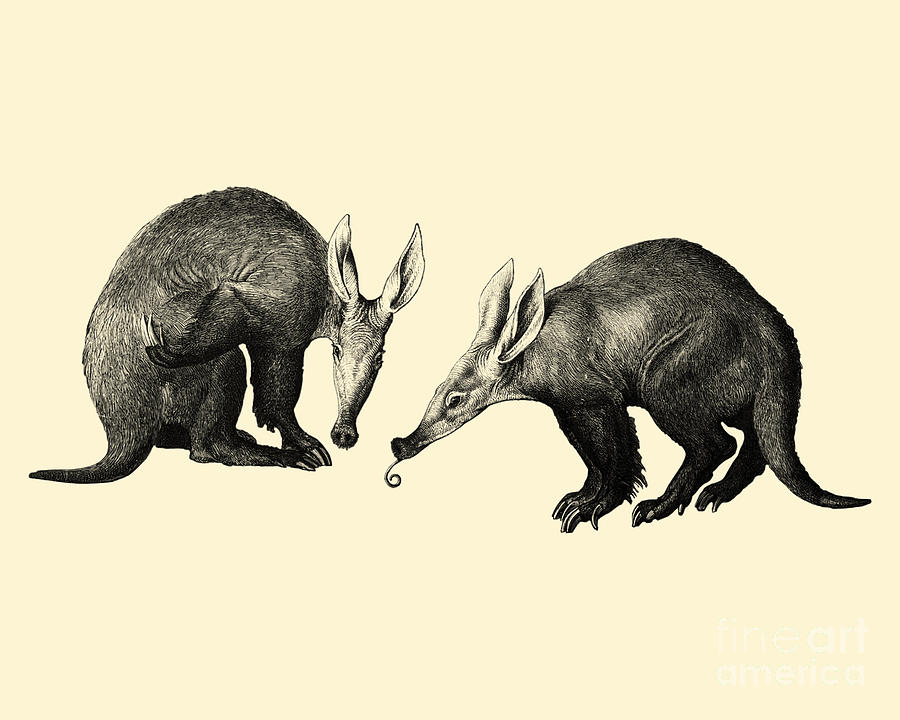 Wildlife Digital Art - African Ant Bears by Madame Memento