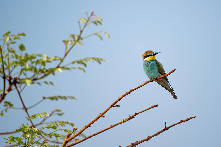 African Bee-eater Photograph by Bill Cubitt