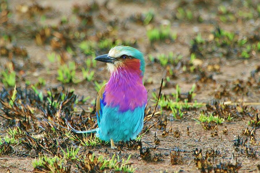 African Bird Photograph by John Walsh African Bird Photograph by John Walsh