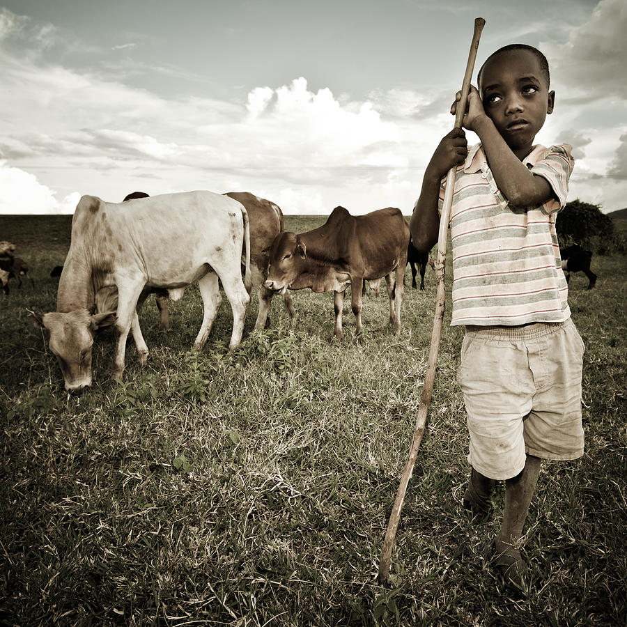 African Boy Watching a Herd of Cattle Photograph by Ranplett