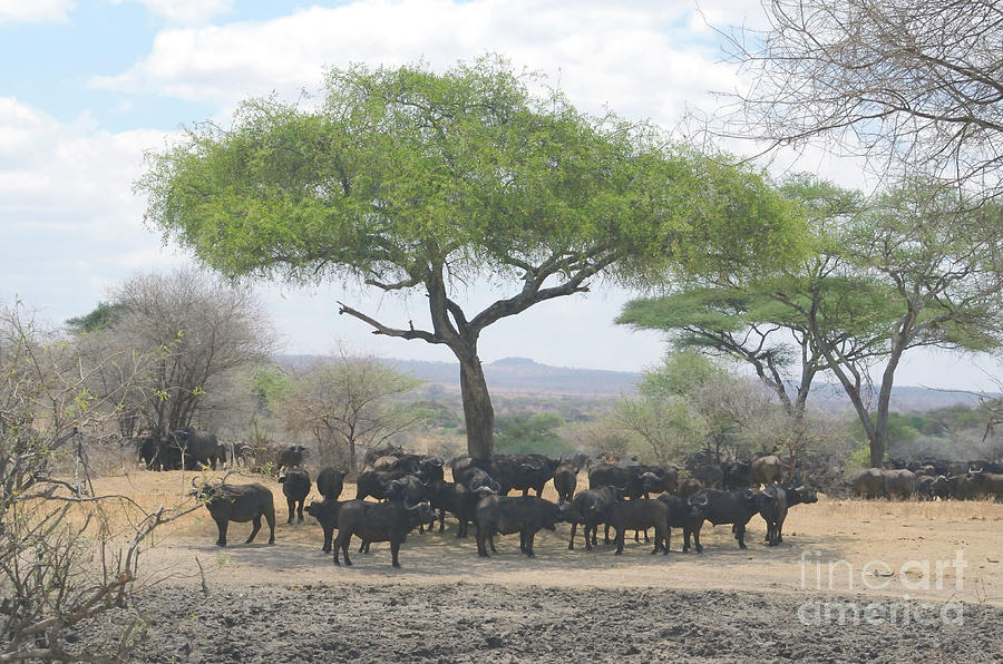 African Buffalo Herd In The Shadow Of An Umbrella Tree Acacia Tortilis.  Photograph by Tom Wurl