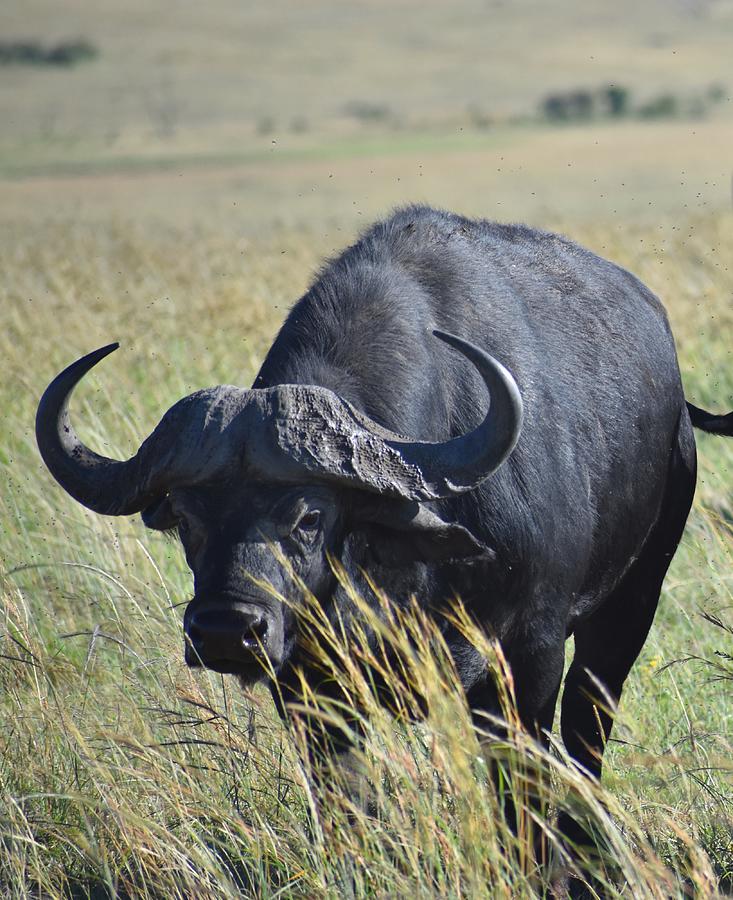 Buffalo Photograph - African Buffalo in Grass by Marta Pawlowski