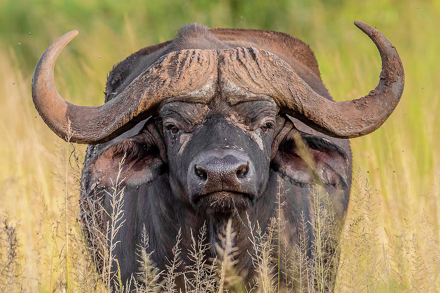 African Buffalo Portrait Photograph by Morris Finkelstein