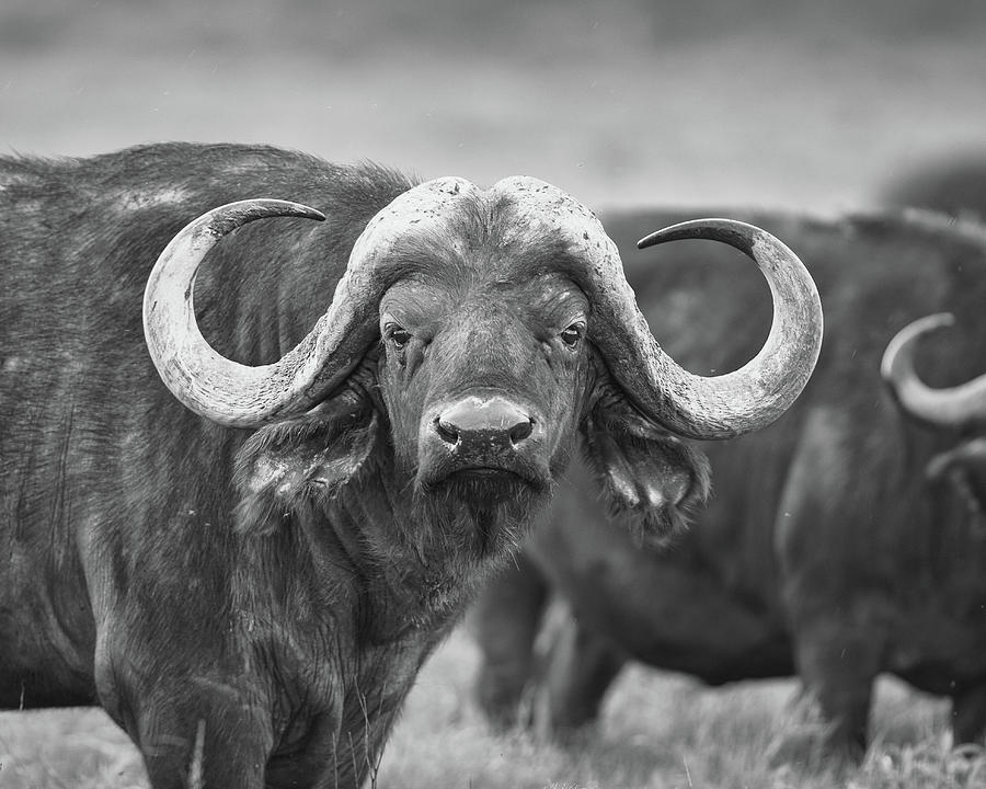 African buffalo stare - monochrome Photograph by Murray Rudd