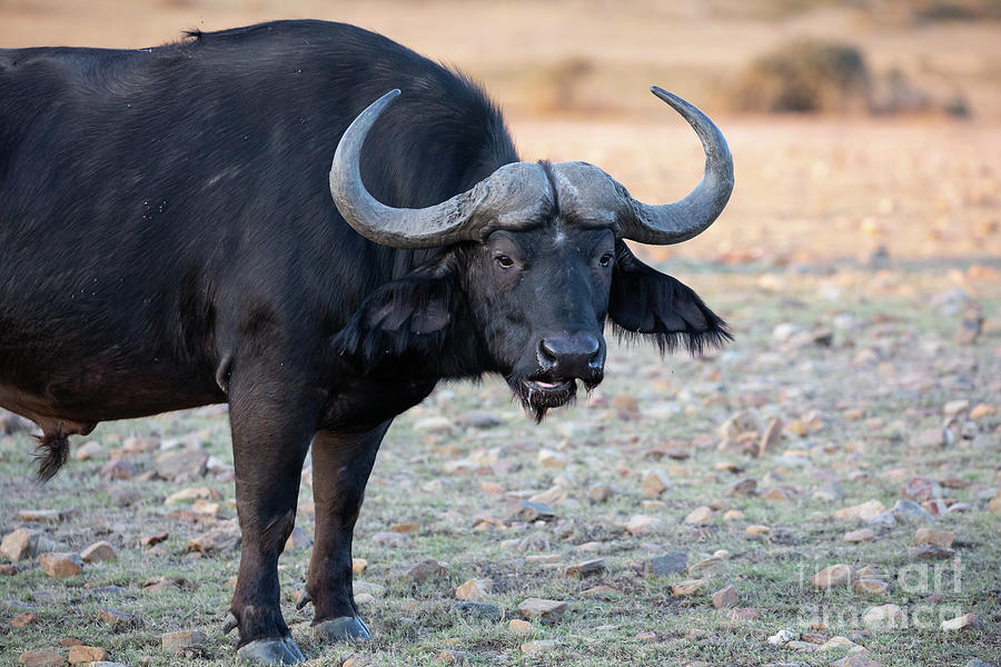 Wildlife Photograph - African Buffalo2 by Eva Lechner