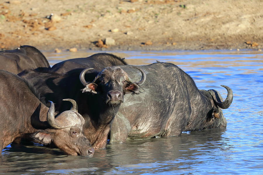 African Buffalos Photograph by Alex Nikitsin - Fine Art America