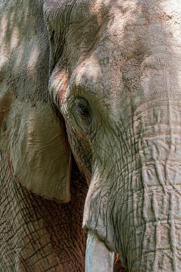 African Bush Elephant Photograph by Arterra Picture Library