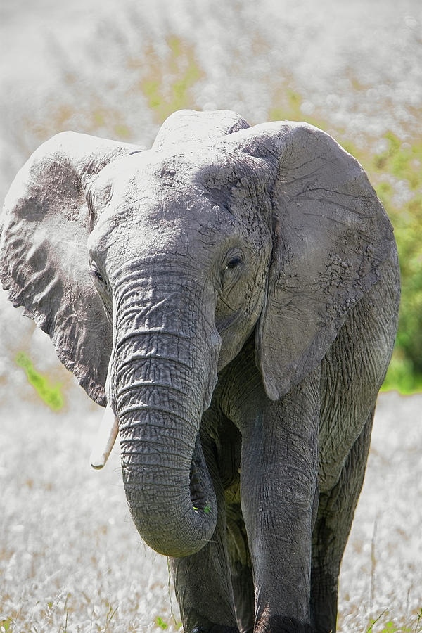 African Bush Elephant, Loxodonta africana. Photograph by Tony Mills