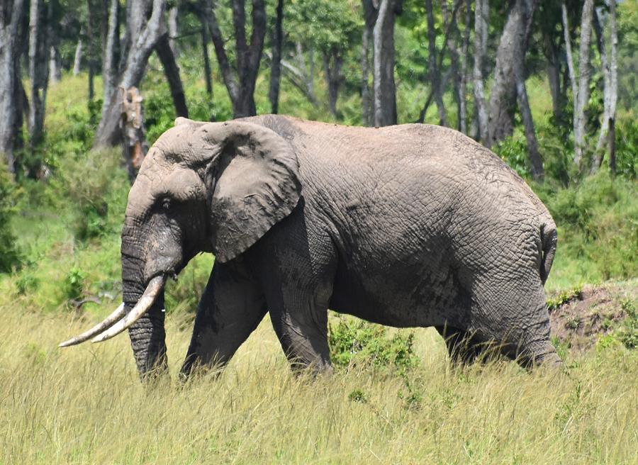 African Bush Elephant Photograph by Marta Pawlowski - Fine Art America