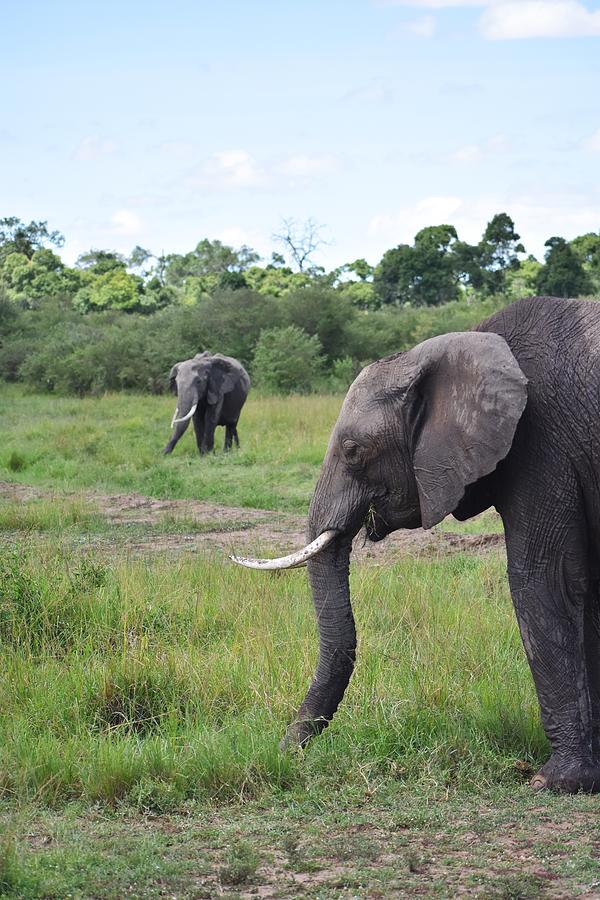 African Bush Elephants Photograph by Marta Kazmierska