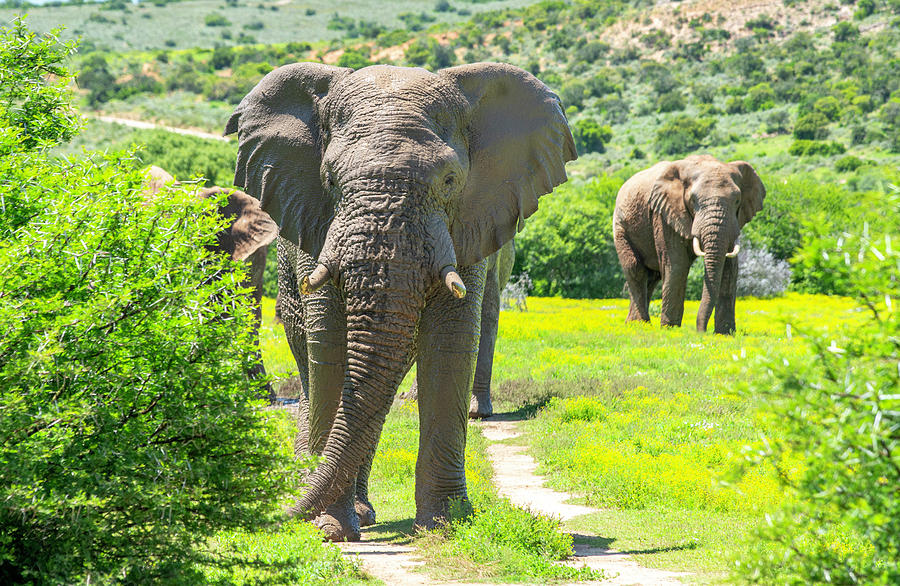 African Bush Elephants Photograph by Matt Swinden