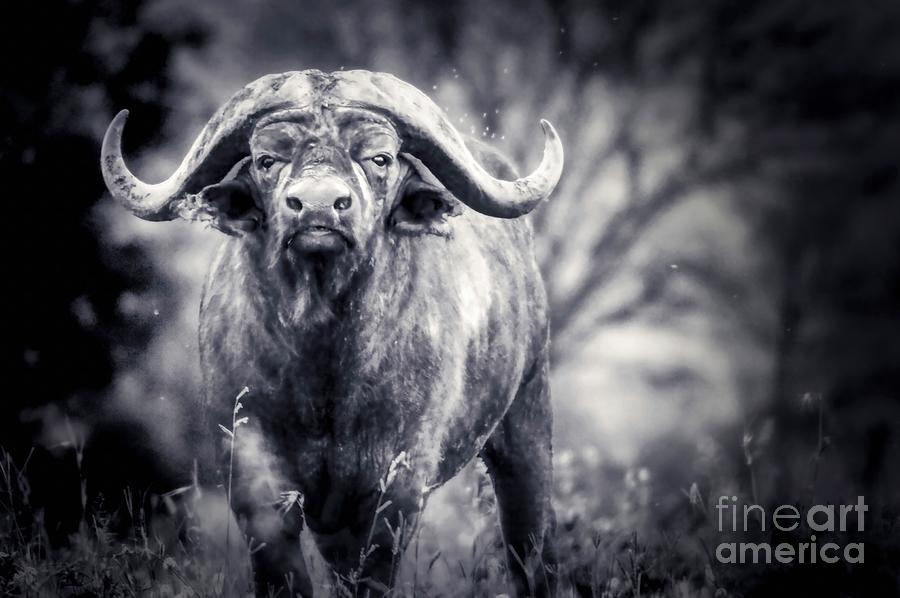 African Cape Buffalo Bull Photograph