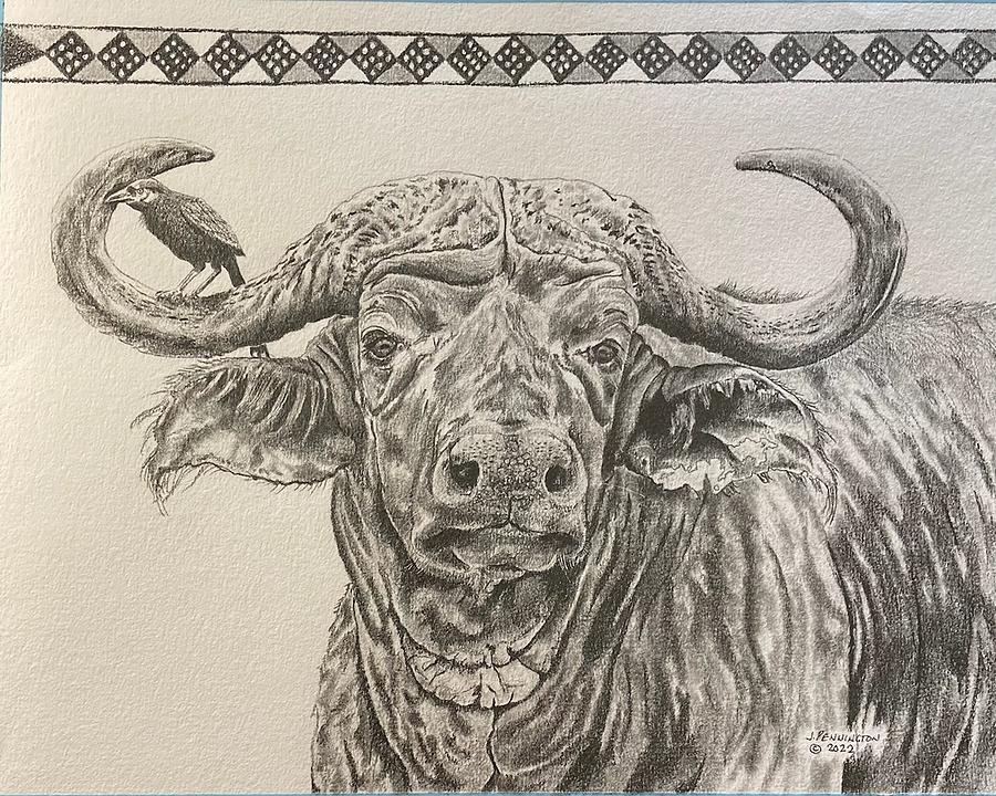 African Cape Buffalo Drawing By Judith Pennington Fine Art America