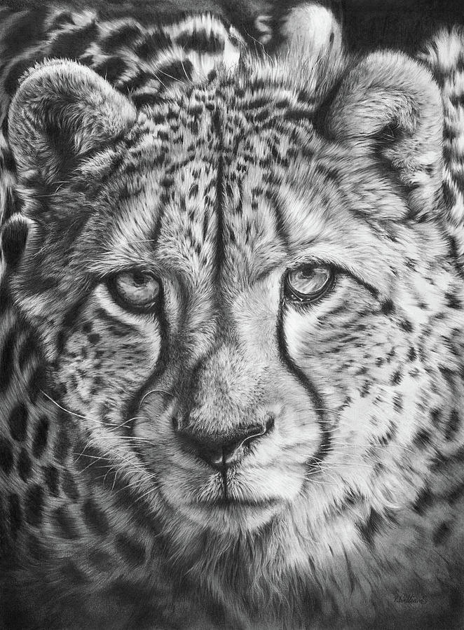 African Cheetah Drawing by Peter Williams