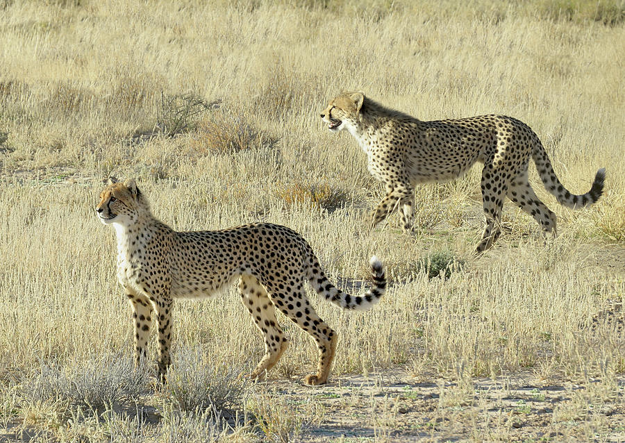 cheetahs hunting in packs