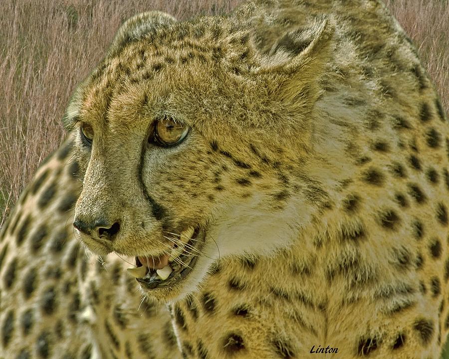 African Cheetah 8 Photograph by Larry Linton