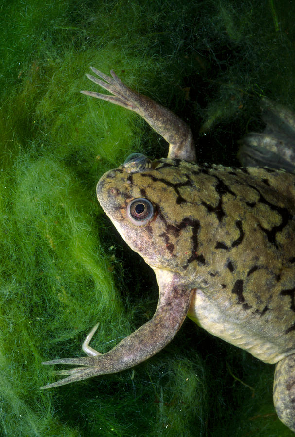 African Clawed Frog Photograph by Michael Redmer - Fine Art America