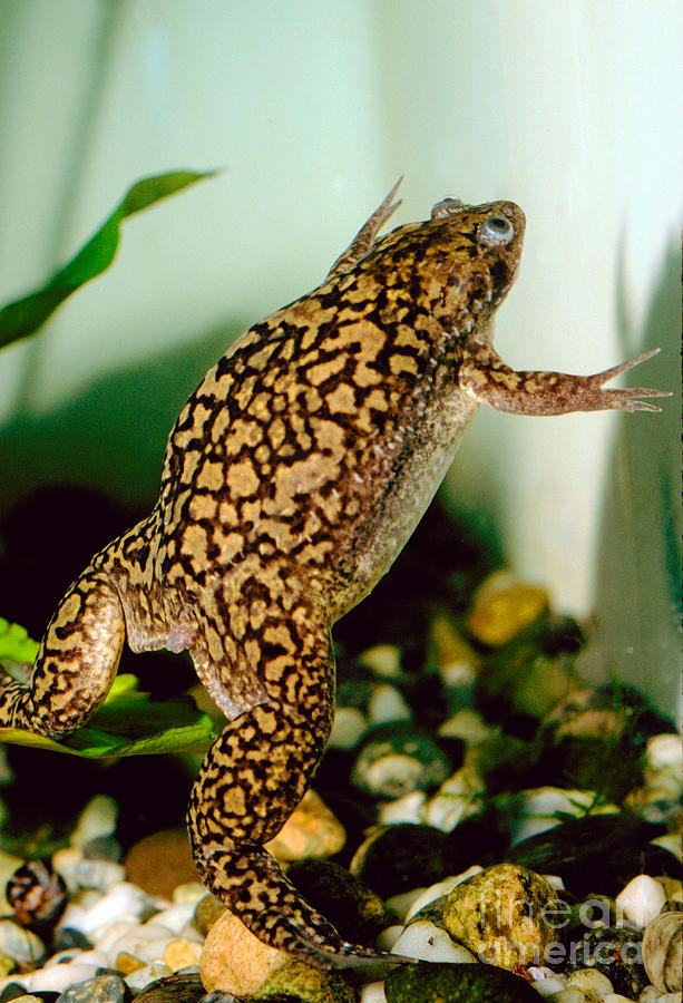 African Clawed Frog Underwater Photograph By Wernher Krutein