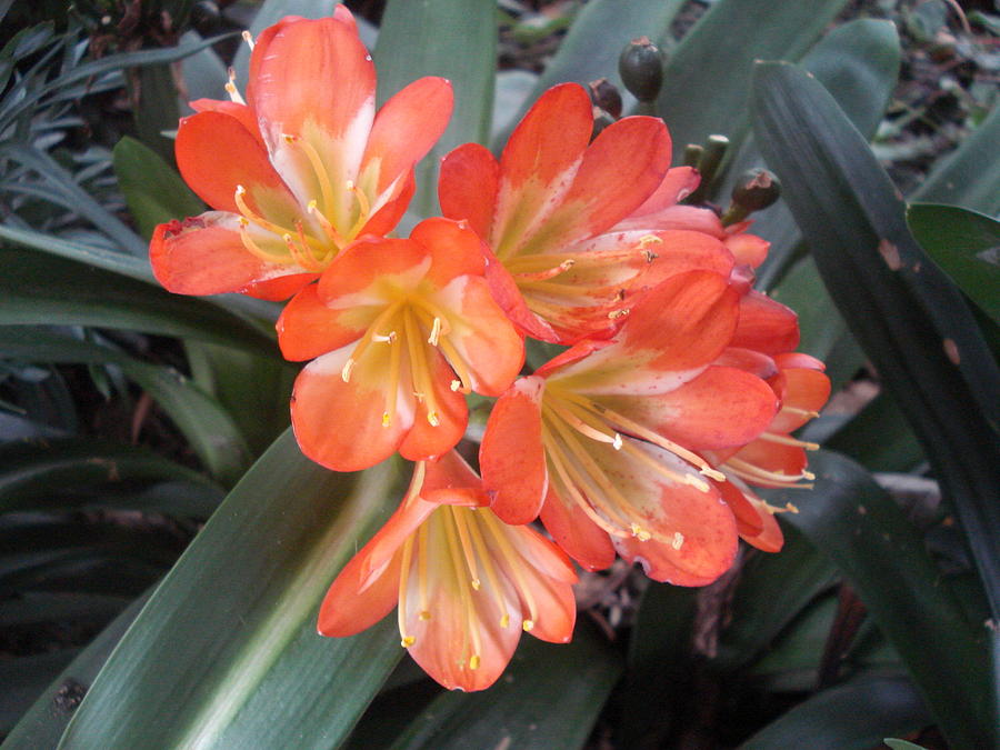 African Coral and Yellow Flowers Photograph by Totes and Accessories ...