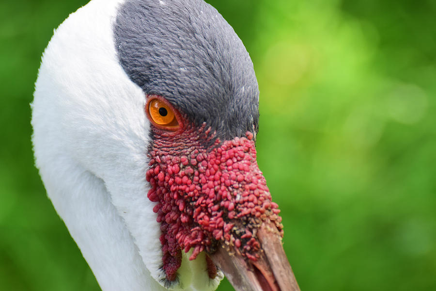 African crane close up Photograph by Ed Stokes