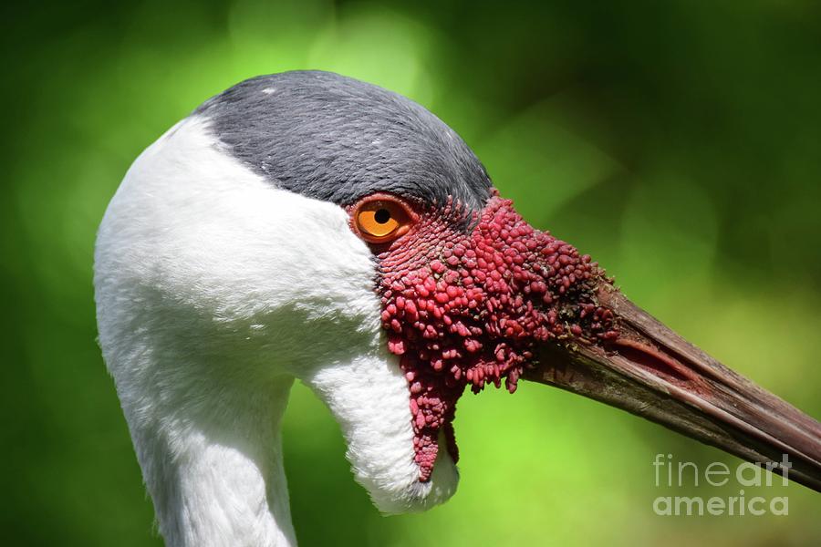 African Crane Photograph by Ed Stokes