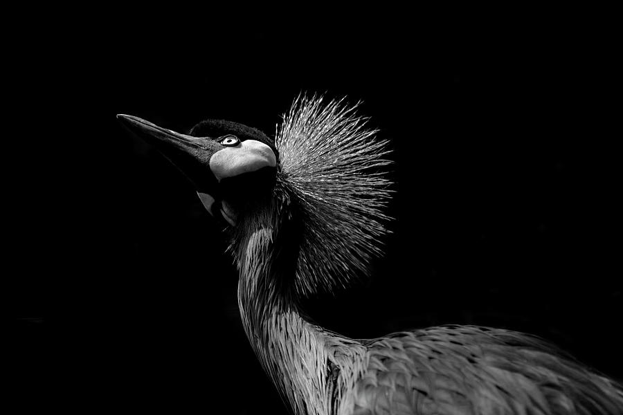 African Crowned Crane in Black and White Photograph by Carolyn Hutchins