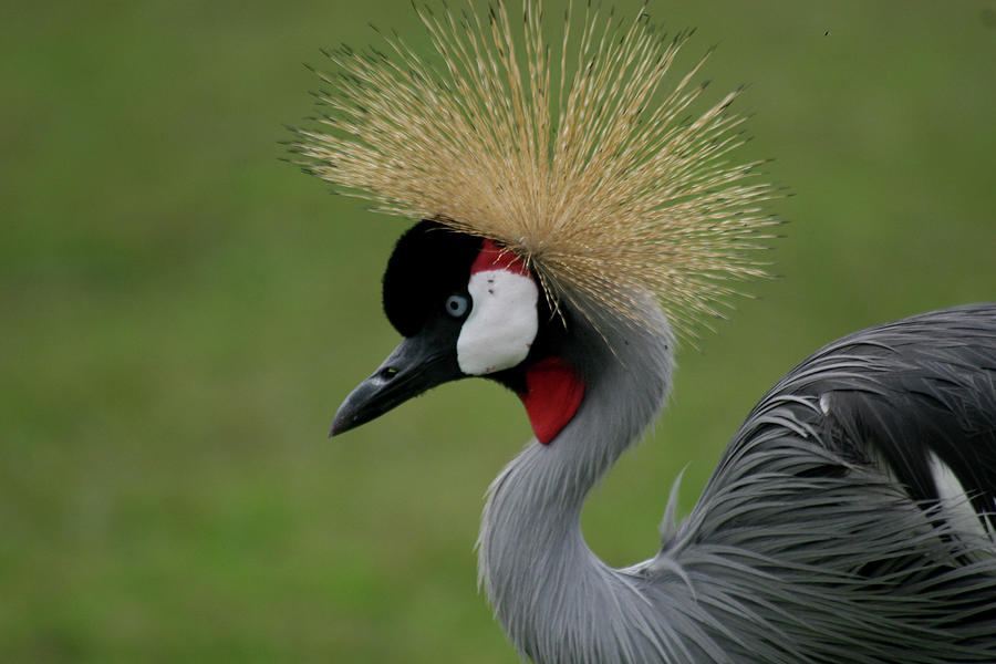 African Crowned Crane Photograph by Laurie Lago Rispoli