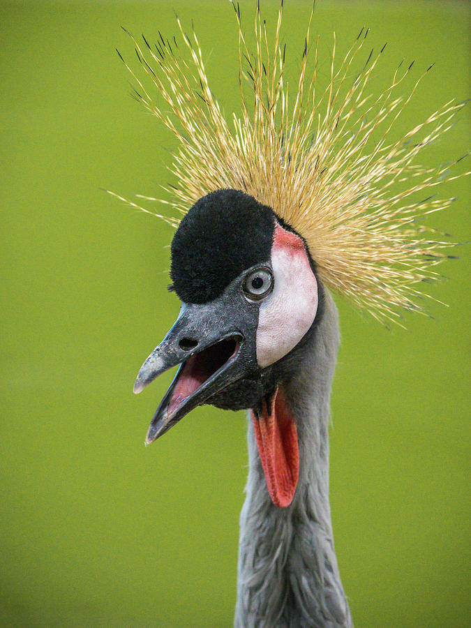 African Crowned Crane Photograph by Mark Mille