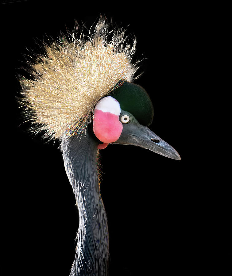 African Crowned Crane Portrait Photograph