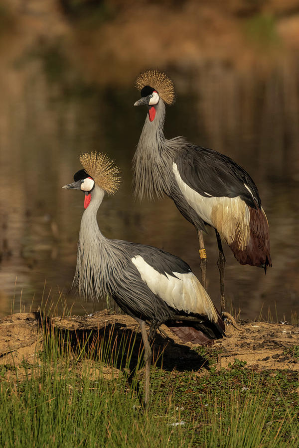 African Crowned Cranes Photograph By Maryjane Sesto - Pixels