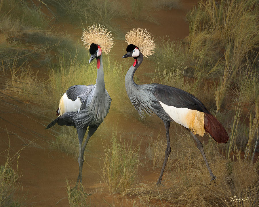 African Crowned Cranes Digital Art by M Spadecaller